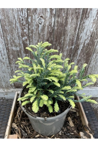 Секвоя вічнозелена Adpressa догляд